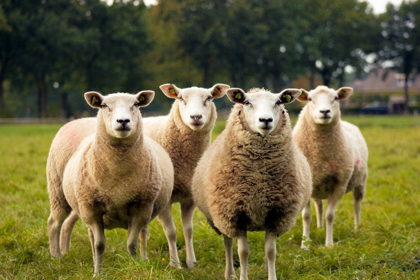 De rijke geschiedenis van onze dierenweide