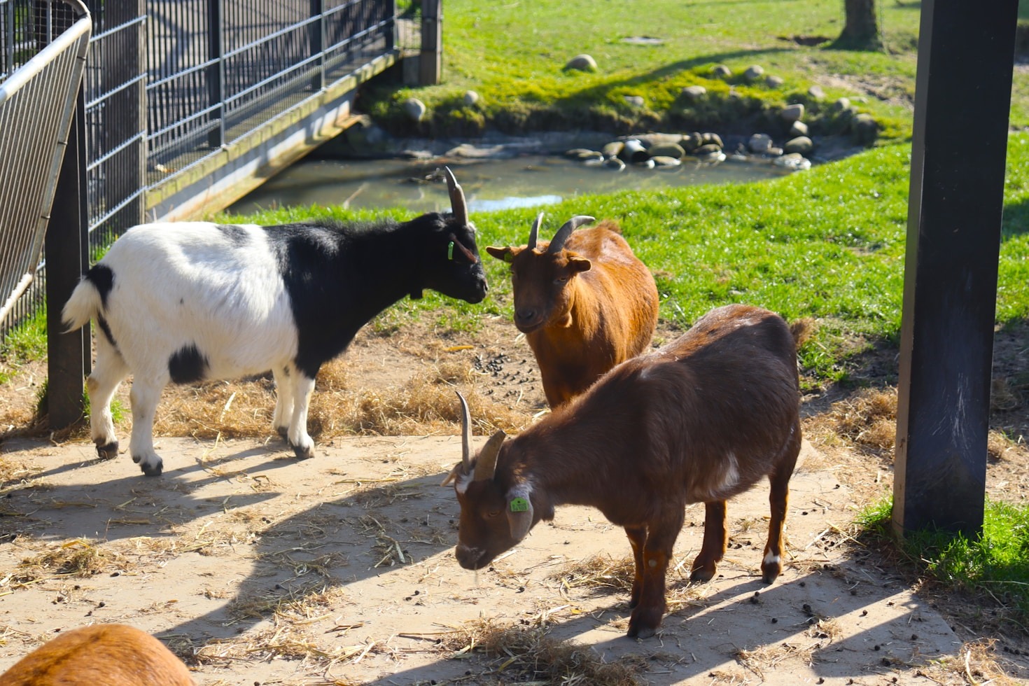 Waarom donaties essentieel zijn voor onze dieren